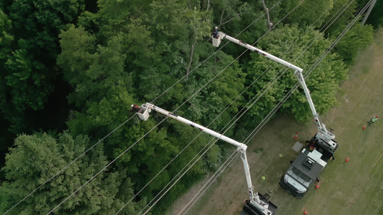 Best Tree and Shrub Care  in Waverly, VA